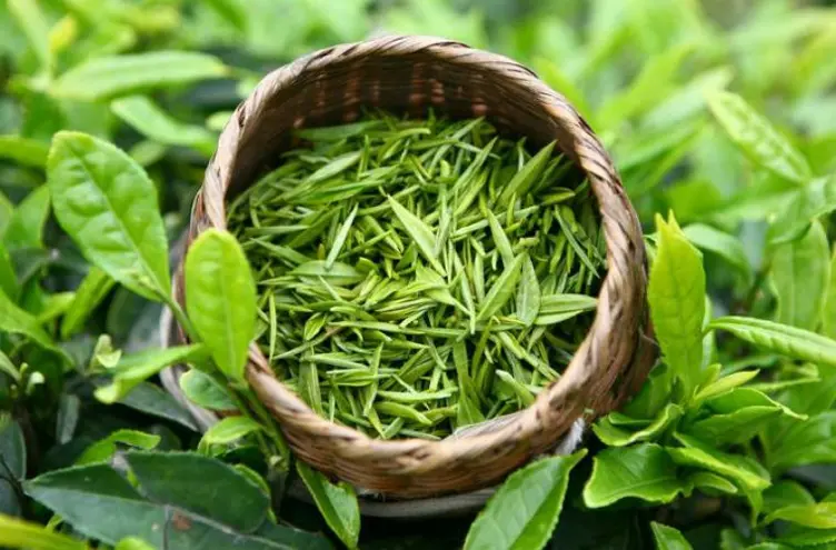 Hojas de té verde